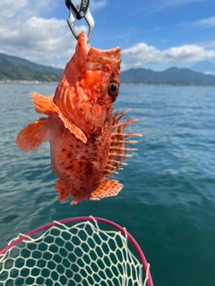 オニカサゴの釣果