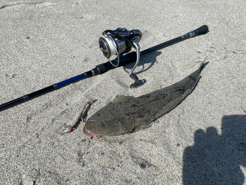 マゴチの釣果