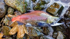 ヒメマスの釣果