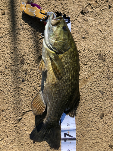 スモールマウスバスの釣果