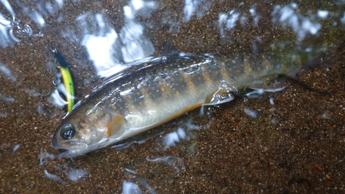 ニッコウイワナの釣果