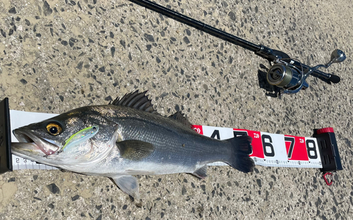 フッコ（マルスズキ）の釣果