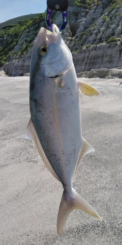 ショゴの釣果