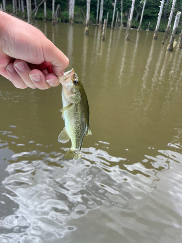 ラージマウスバスの釣果