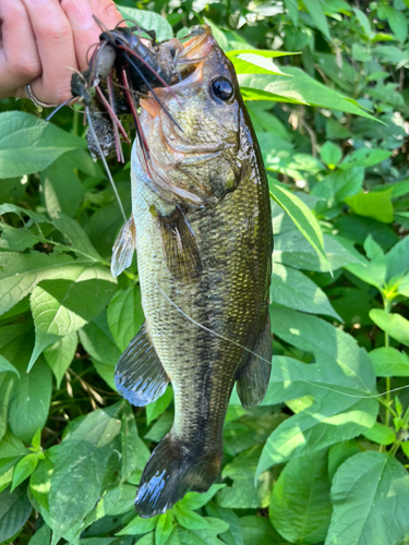 ブラックバスの釣果