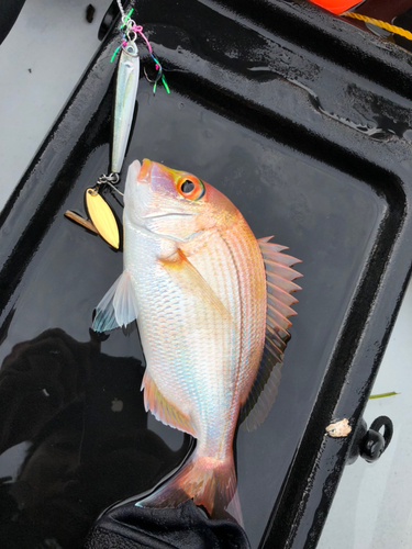 レンコダイの釣果