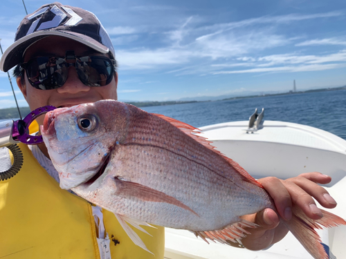 チダイの釣果