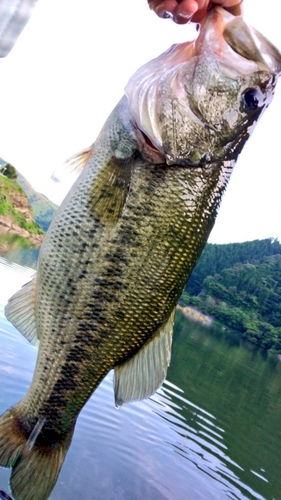 ラージマウスバスの釣果