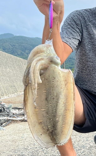 モンゴウイカの釣果