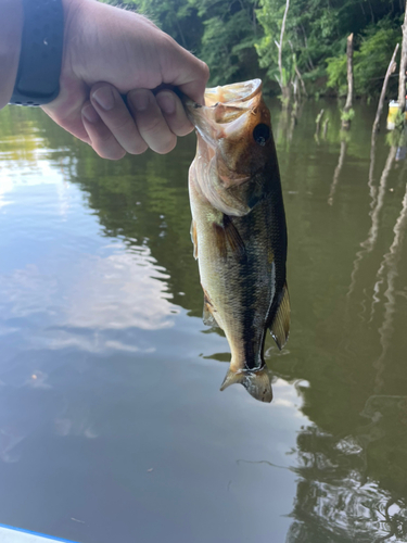 ラージマウスバスの釣果