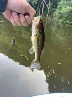 ラージマウスバスの釣果