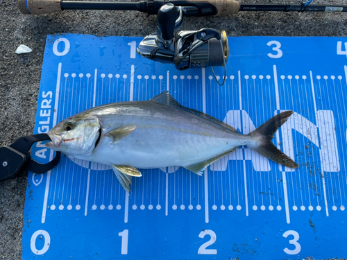 ショゴの釣果