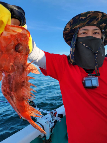 オニカサゴの釣果