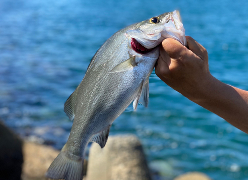 ヒラスズキの釣果