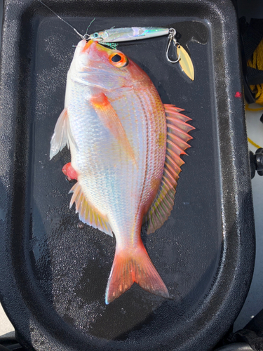 レンコダイの釣果