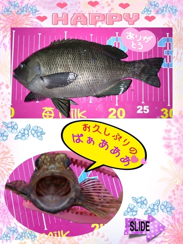 メジナの釣果