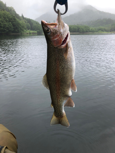 ニジマスの釣果