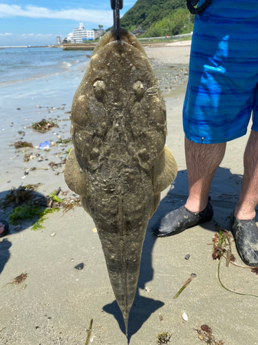 マゴチの釣果