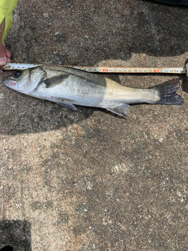 スズキの釣果