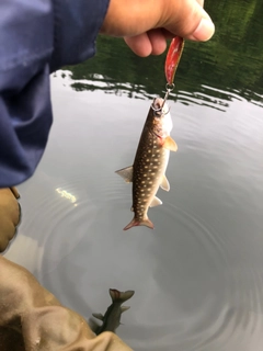 アメマスの釣果