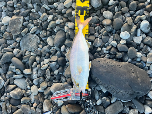 ショゴの釣果