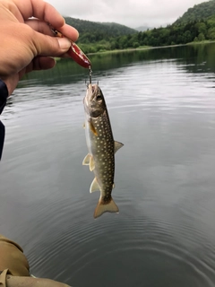 アメマスの釣果