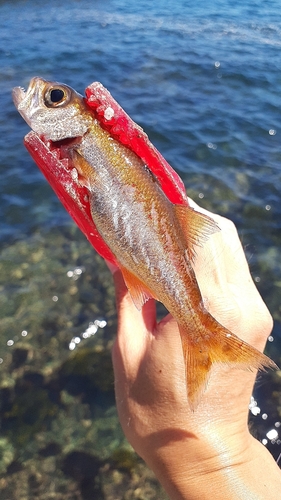 ムツの釣果