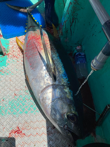 キハダマグロの釣果