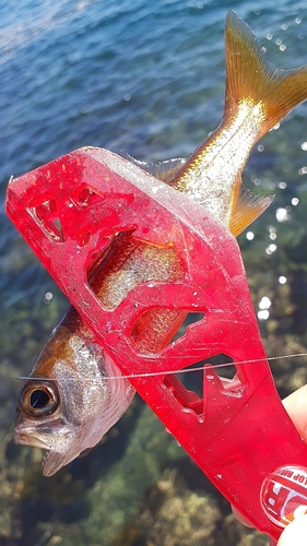 ムツの釣果