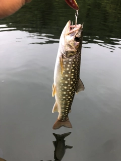 アメマスの釣果