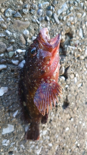 カサゴの釣果