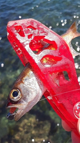 ムツの釣果