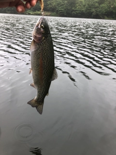 ニジマスの釣果