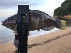 ホシササノハベラの釣果