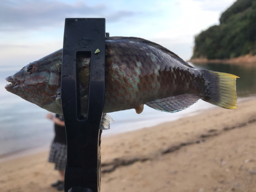 ホシササノハベラの釣果