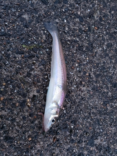 キスの釣果