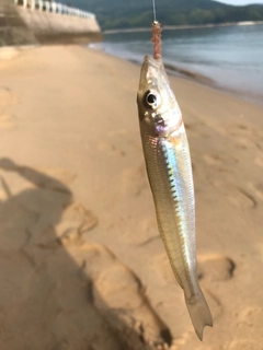 キスの釣果