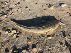 マゴチの釣果