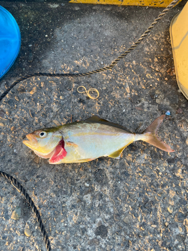 ショゴの釣果