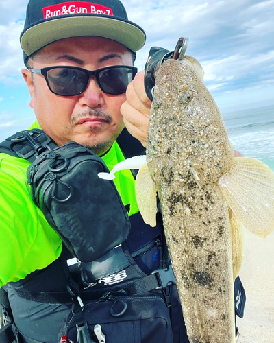 マゴチの釣果