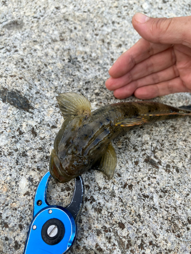 ハゼの釣果