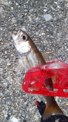 ムツの釣果