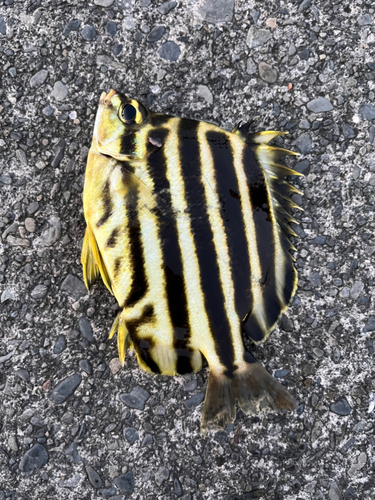 カゴカキダイの釣果