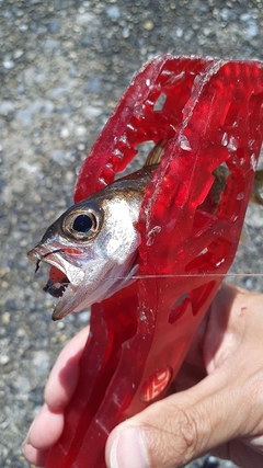 ムツの釣果