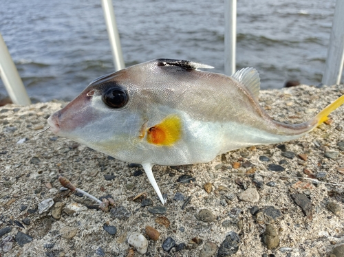 ギマの釣果