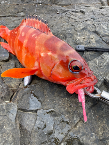 アカハタの釣果