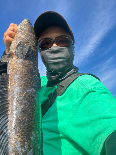 カムルチーの釣果