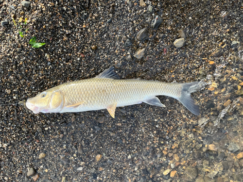 ニゴイの釣果