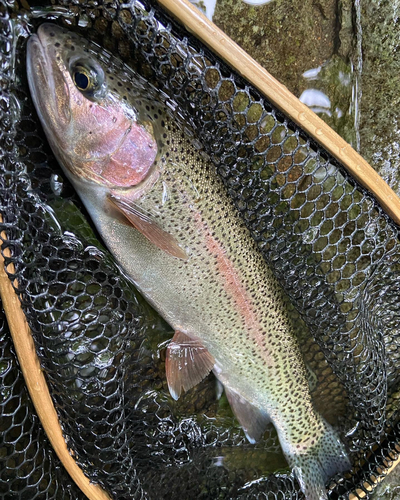 ニジマスの釣果