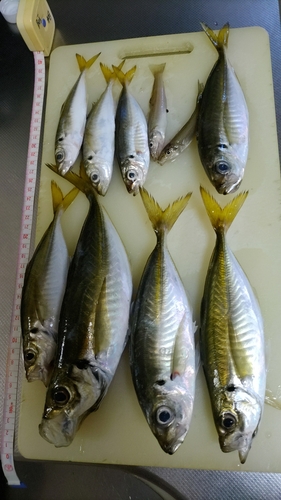 アジの釣果